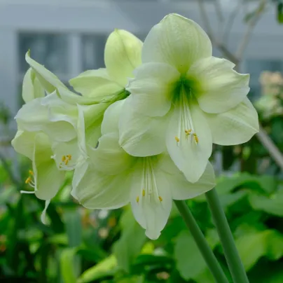 Hvězdník Limona - Hippeastrum - cibule hvězdníků - 1 ks