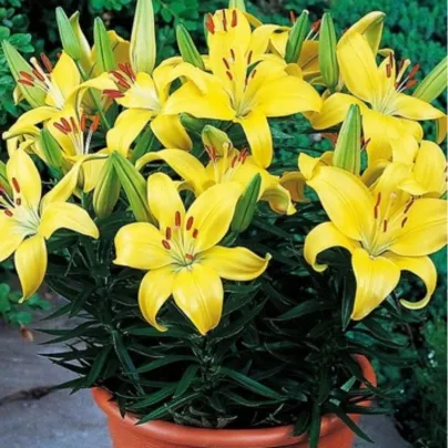 Lilie Bright Pixie - Lilium - cibule lilií - 1 ks