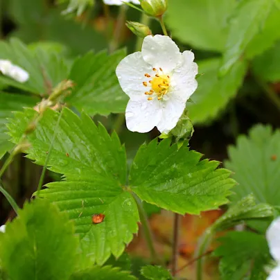 Jahodník alpský Baron von Solemacher - Fragaria vesca - osivo jahodníku - 15 ks