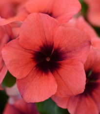 Barvínek Tatoo Papaya - Catharanthus roseus - osivo barvínku - 30 ks