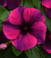 Barvínek Tatoo Black Cherry - Catharanthus roseus - osivo barvínku - 30 ks