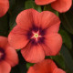 Barvínek Tatoo Tangerine - Catharanthus roseus - osivo barvínku - 30 ks