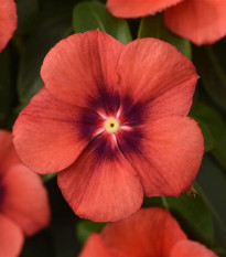 Barvínek Tatoo Tangerine - Catharanthus roseus - osivo barvínku - 30 ks