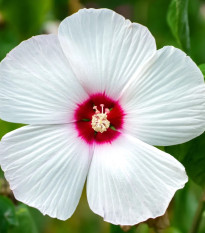 Ibišek bahenní Nippon White F1 - Hibiscus moscheutos - osivo ibišku - 5 ks