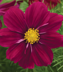 Krásenka Sonata Purple Shades - Cosmos bipinnatus - osivo krásenky - 15 ks