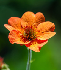 Kuklík šarlatový Koi - Geum coccineum - osivo kuklíku - 20 ks