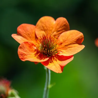 Kuklík šarlatový Koi - Geum coccineum - osivo kuklíku - 20 ks