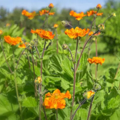 Kuklík šarlatový Koi - Geum coccineum - osivo kuklíku - 20 ks