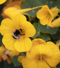 Lichořeřišnice nízká Baby Gold - Kapucínka - Tropaeolum minus - osivo lichořeřišnice - 8 ks