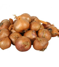 Cibule šalotka Red Sun - Allium cepa - cibule sazečky - 500 g