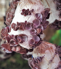 Sadba Ucho Jidášovo - Auricularia auricula-judae - sadba - 1 ks