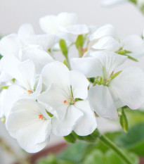 Muškát páskatý Blanka F1 - Pelargonium zonale - osivo muškátu - 6 ks