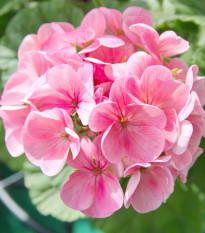 Muškát páskatý Jarka F1 - Pelargonium zonale - osivo muškátu - 6 ks