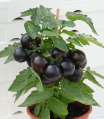 Rajče balkonové Purpleboy F1 - Solanum lycopersicum - osivo rajčat - 6 ks