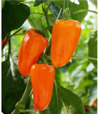 BIO Paprika Flynn F1 - Capsicum annuum - bio osivo papriky - 6 ks