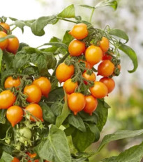 Rajče Evita Compact F1 Orange - Solanum lycopersicum - osivo rajčat - 6 ks