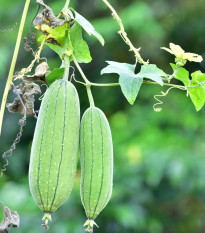 BIO Lufa válcovitá – Luffa cylindrica – osivo lufy