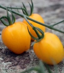 Rajče tyčkové Appleberry F1 PhR žluté - Solanum lycopersicum - osivo rajčat - 7 ks