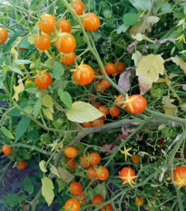 Rajče keříčkové Microberry - Solanum lycopersicum - osivo rajčat - 6 ks