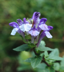 Šišák alpský - Scutellaria alpina - osivo šišáku - 15 ks