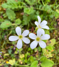 Lomikámen zrnatý - Saxifraga granulata - osivo lomikamene - 100 ks