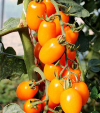 Rajče tyčkové Dattorange F1 - Solanum lycopersicum - osivo rajčete - 6 ks