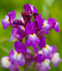 Lnice marocká Licilia Azure - Linaria maroccana - osivo lnice - 30 ks