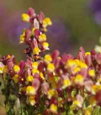 Lnice marocká Licilia Peach - Linaria maroccana - osivo lnice - 30 ks