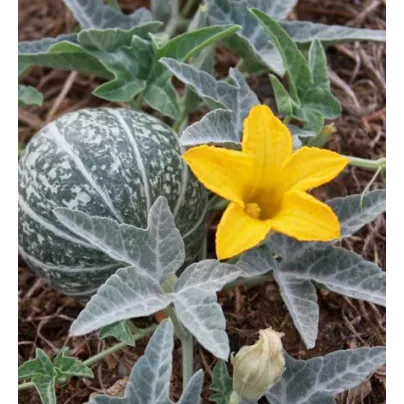 Buvolí tykev - Cucurbita foetidissima - osivo tykve - 3 ks