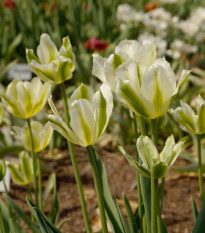 Tulipán Spring Green - Tulipa - cibule tulipánů - 3 ks