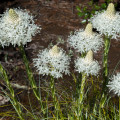 Medvědí tráva - Xerophyllum tenax - osivo medvědí trávy - 15 ks