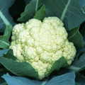 Květák pozdní Romanesco - Brassica oleracea botrytis - osivo květáku - 20 ks