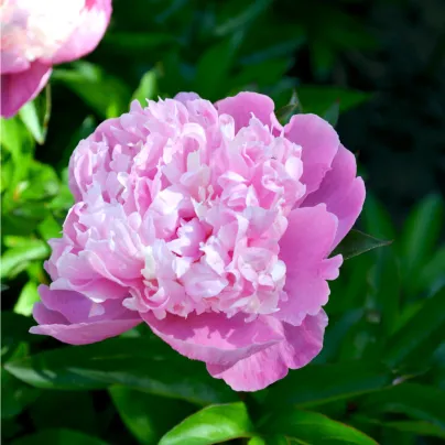 Pivoňka růžová Dr. Alex Flamming - Paeonia lactiflora - hlízy pivoněk - 1 ks