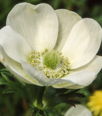 Sasanka Bride - Anemone - hlízy sasanek - 3 ks