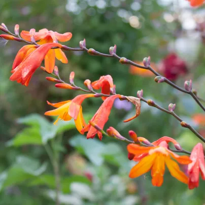 Montbrécie Meteor - Crocosmia - hlízy montbrécie - 4 ks