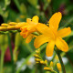 Montbrécie George - Crocosmia - hlízy montbrécie - 4 ks