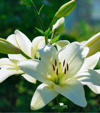 Lilie Canova - Lilium - cibule lilií - 1 ks