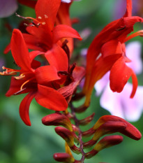 Montbrécie Red King - Crocosmia - hlízy montbrécie - 4 ks