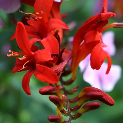 Montbrécie Red King - Crocosmia - hlízy montbrécie - 4 ks