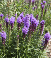 Šuškarda fialová - Liatris spicata - hlízy šuškardy - 5 ks