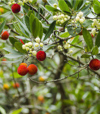 Jahodový strom - Planika obecná - Arbutus unedo - osivo jahodového stromu - 5 ks