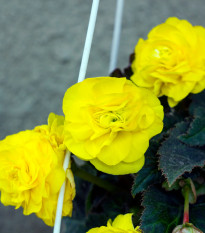 Begonie žlutá - Begonia pendula maxima - hlízy begónie - 2 ks