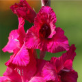 Gladiol Plum Tart - Gladiolus - hlízy gladiol - 3 ks