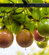 Mučenka jedlá - Maracuja - Passiflora edulus - osivo mučenky - 5 ks