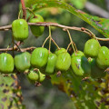 Minikiwi - Actinidia arguta - osivo minikiwi - 5 ks