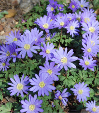 Sasanka Blue Shades - Anemone blanda - hlízy sasanek - 3 ks