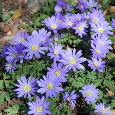 Sasanka Blue Shades - Anemone blanda - hlízy sasanek - 3 ks