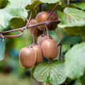 Kiwi čínské - Aktinidie - Actinidia chinensis - osivo kiwi - 5 ks