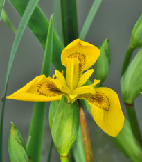 Kosatec síťkovaný Danforda - Iris reticulata - cibulky kosatců - 3 ks