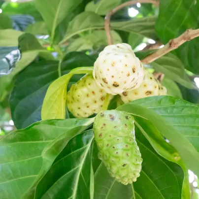 Noni - Morinda citrifolia - osivo noni - 5 ks